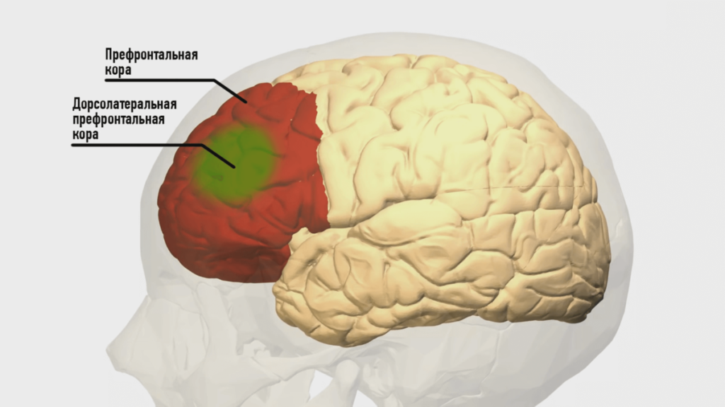 Зоны мозга лобная